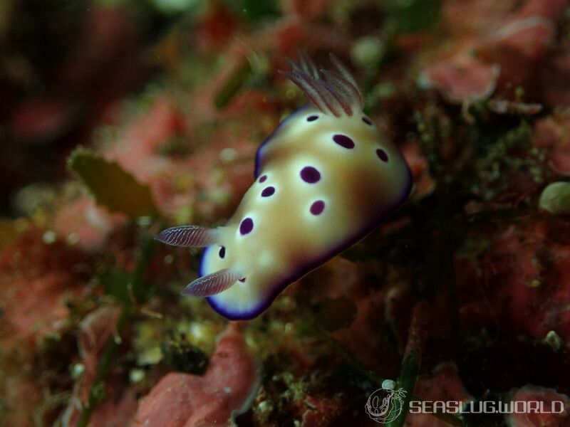 マダライロウミウシ Hypselodoris tryoni