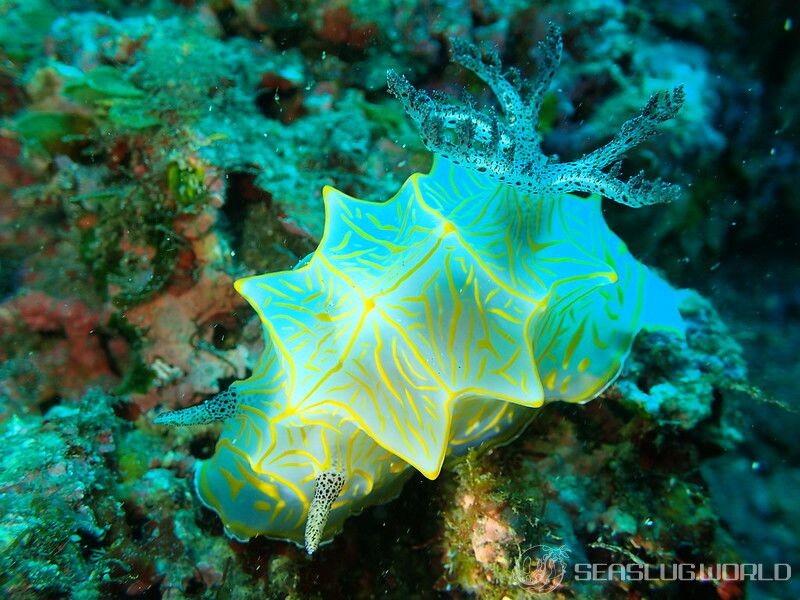 キスジカンテンウミウシ Halgerda diaphana