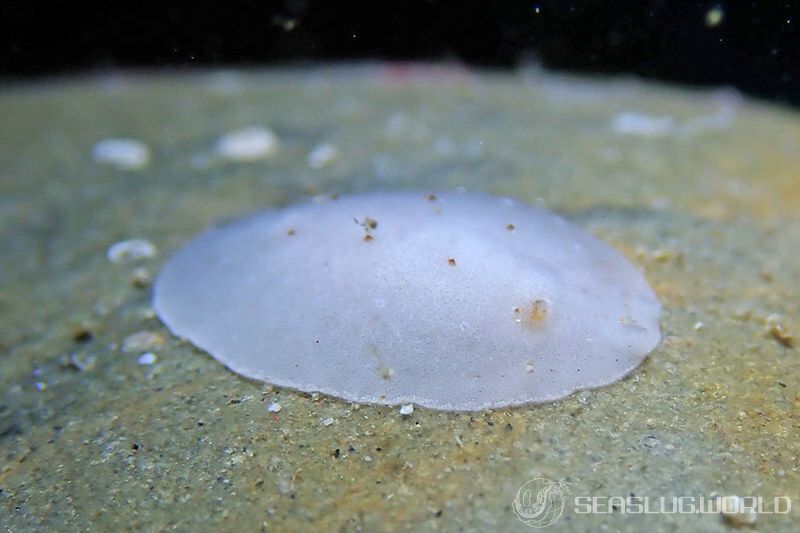 シロコダテウミウシ Peltodoris murrea