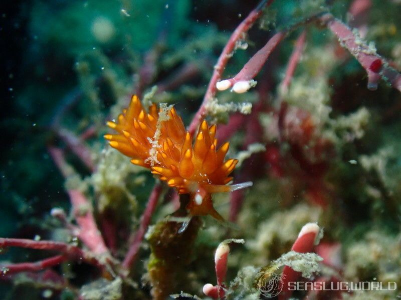 ホリミノウミウシ属の一種 26 Eubranchus sp.26