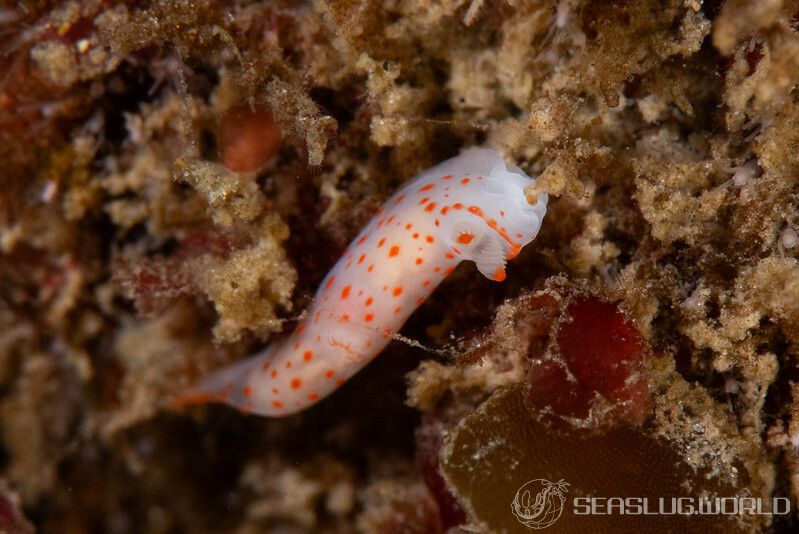 アカボシウミウシ Gymnodoris alba