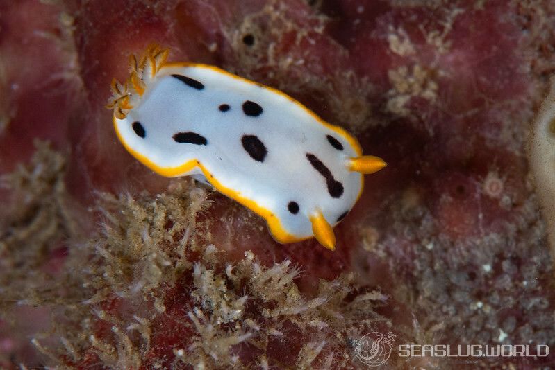 シロウミウシ Chromodoris orientalis