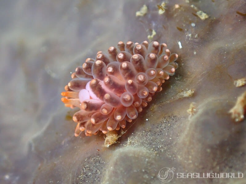 イボヤギミノウミウシ Phestilla melanobrachia