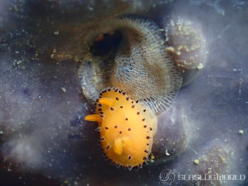 ヤグルマウミウシ Crimora lutea