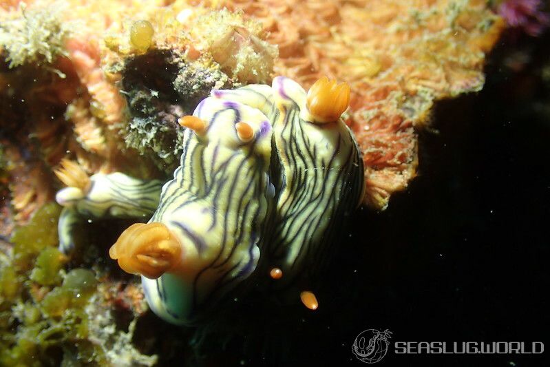 ソヨカゼイロウミウシ Hypselodoris zephyra