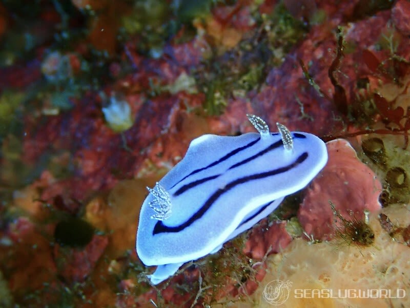 ミゾレウミウシ Chromodoris willani