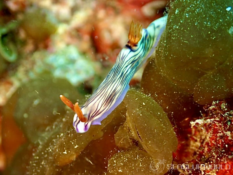 ソヨカゼイロウミウシ Hypselodoris zephyra