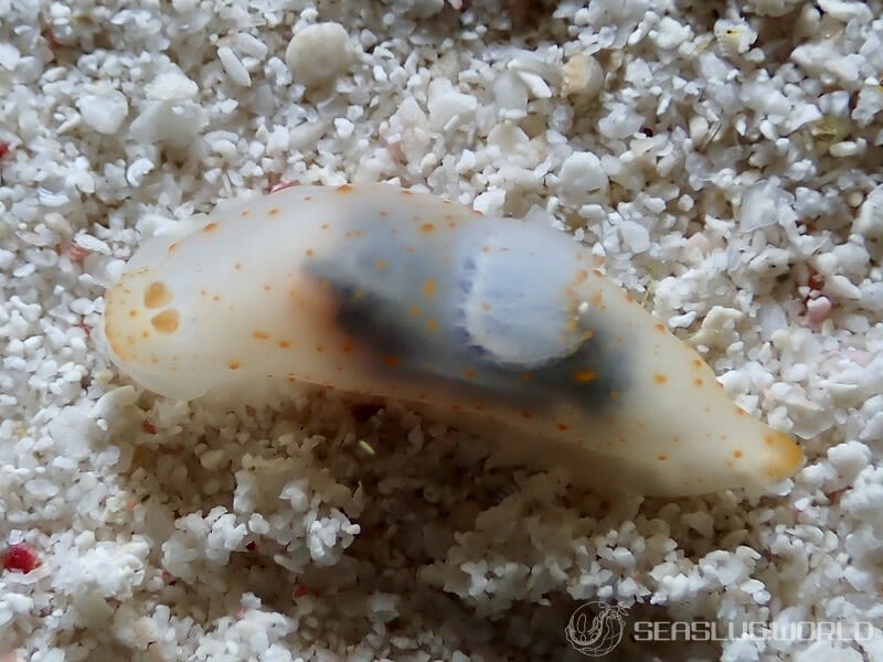 キヌハダウミウシ属の仲間 Gymnodoris spp.