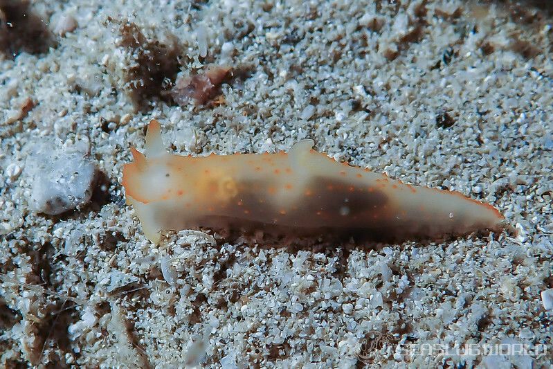 キヌハダウミウシ属の仲間 Gymnodoris spp.