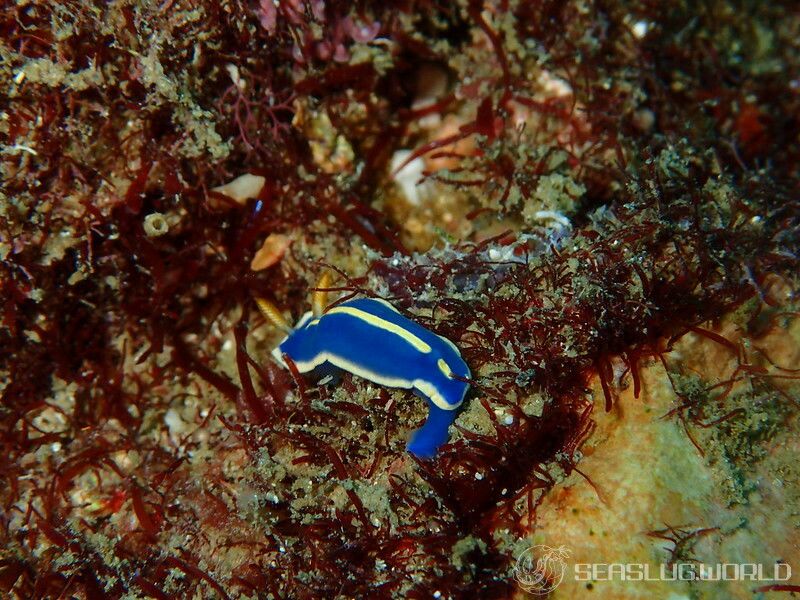 アオウミウシ Hypselodoris festiva