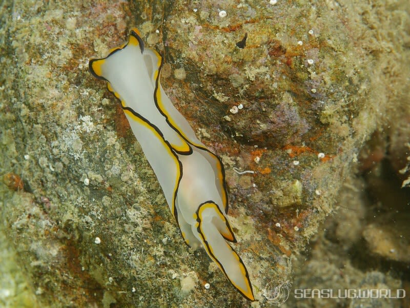 クロヘリシロツバメガイ Chelidonura pallida