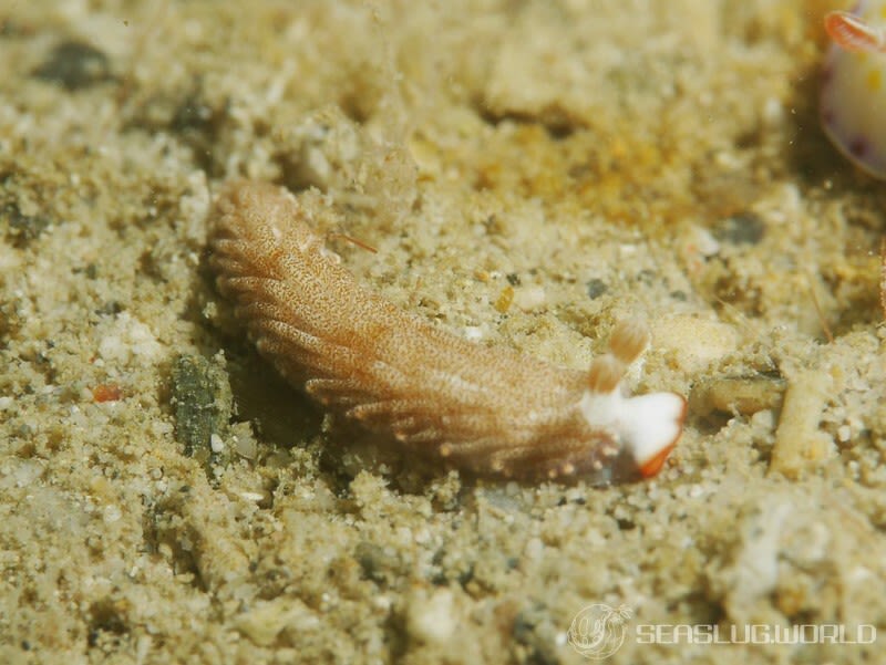 オシャレオトメウミウシ Dermatobranchus funiculus