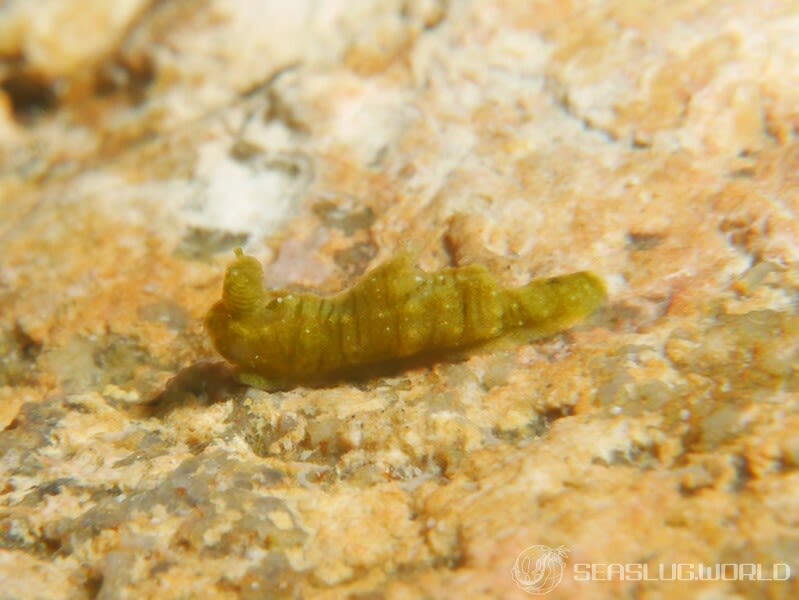 チャイロオウカンウミウシ Polycera risbeci