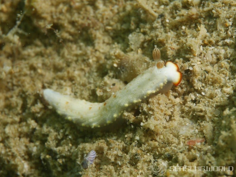 オシャレオトメウミウシ Dermatobranchus funiculus