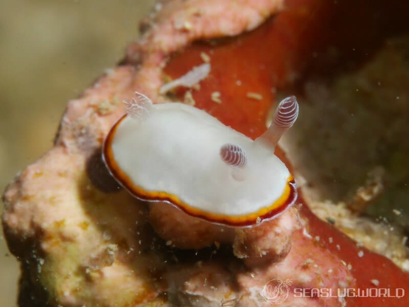 ハスイロウミウシ Goniobranchus fabulus