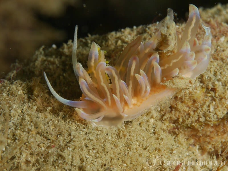 オパールミノウミウシ Phyllodesmium opalescens