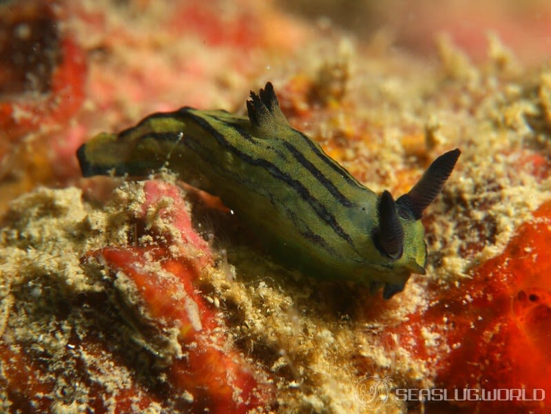 オオクチリュウグウウミウシ Tyrannodoris sp. 1