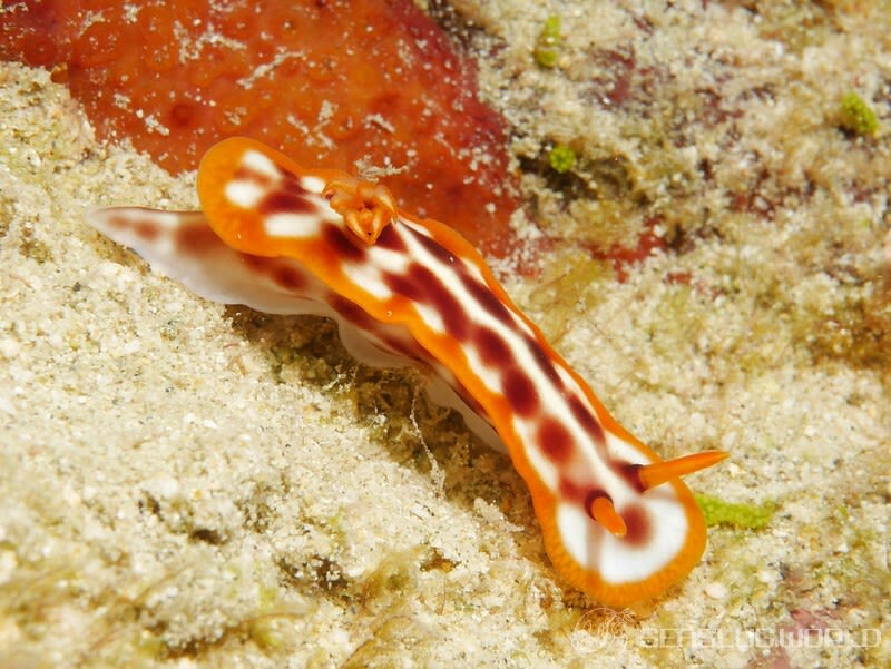 サビウライロウミウシ Hypselodoris purpureomaculosa