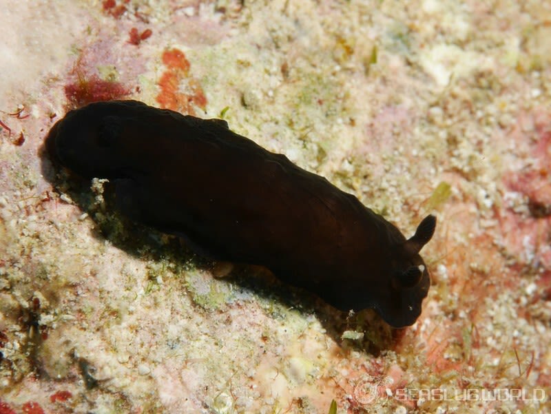 ホンクロシタナシウミウシ Dendrodoris nigra