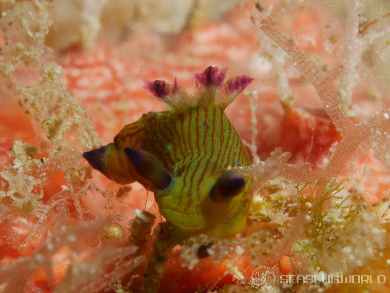 ニシキリュウグウウミウシ属の仲間 Tambja spp.