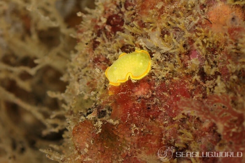 ミツイラメリウミウシ Diaphorodoris mitsuii