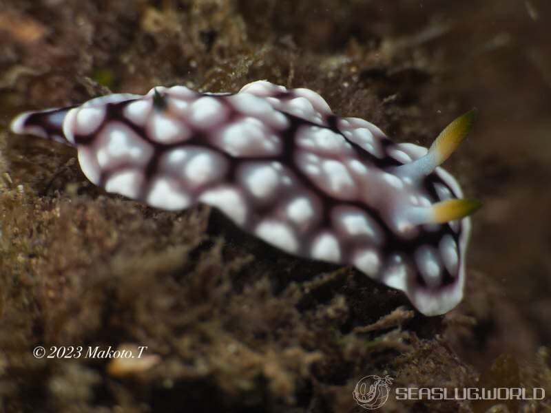 キカモヨウウミウシ Goniobranchus geometricus