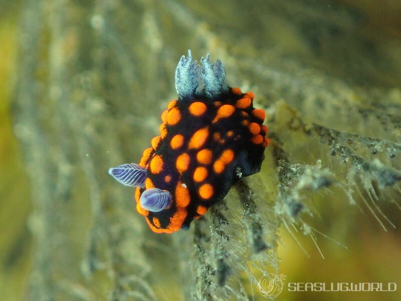 クロスジリュウグウウミウシ属の一種 3 Nembrotha sp. 3