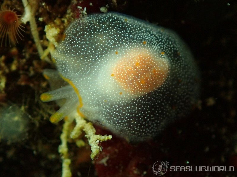 カメノコフシエラガイ Pleurobranchus peronii