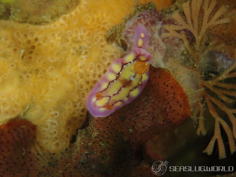 セリスイロウミウシ Hypselodoris cerisae