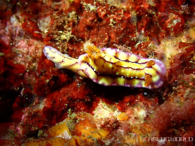 セリスイロウミウシ Hypselodoris cerisae