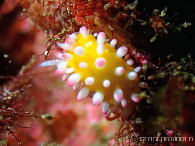 イガグリウミウシ Cadlinella ornatissima