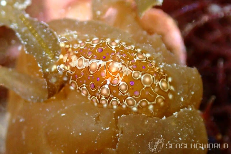 フサウミナメクジ Petalifera ramosa