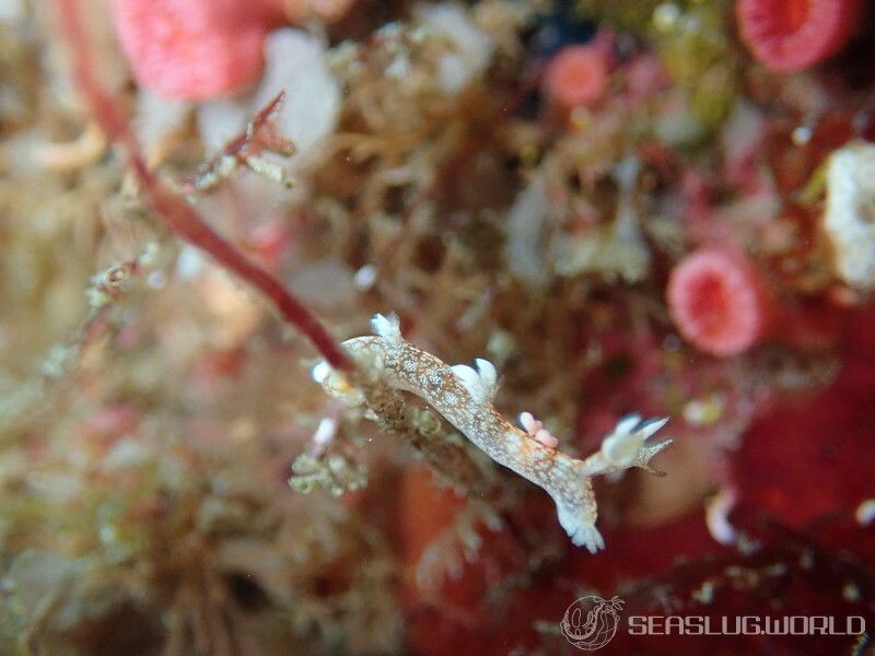 ヤマトユビウミウシ Bornella hermanni