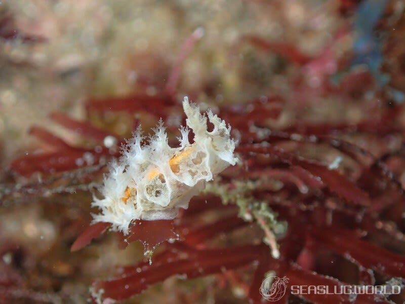 ミドリウミウシ Marionia olivacea