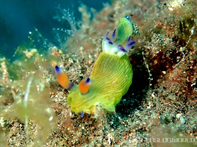 ニシキリュウグウウミウシ属の仲間 Tambja spp.