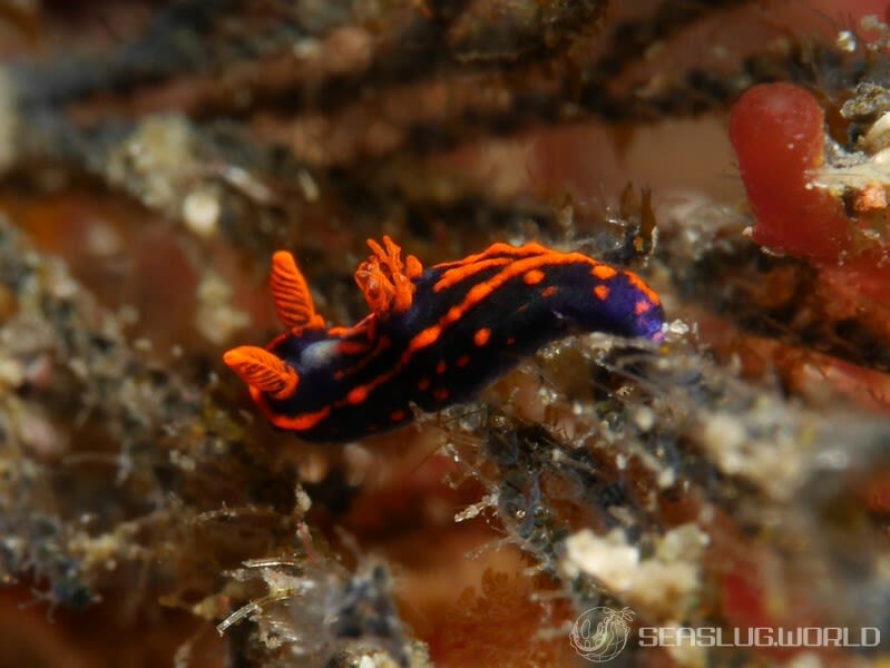 トウモンリュウグウウミウシ Nembrotha livingstonei