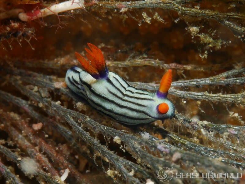 クロスジリュウグウウミウシ Nembrotha sp. 5