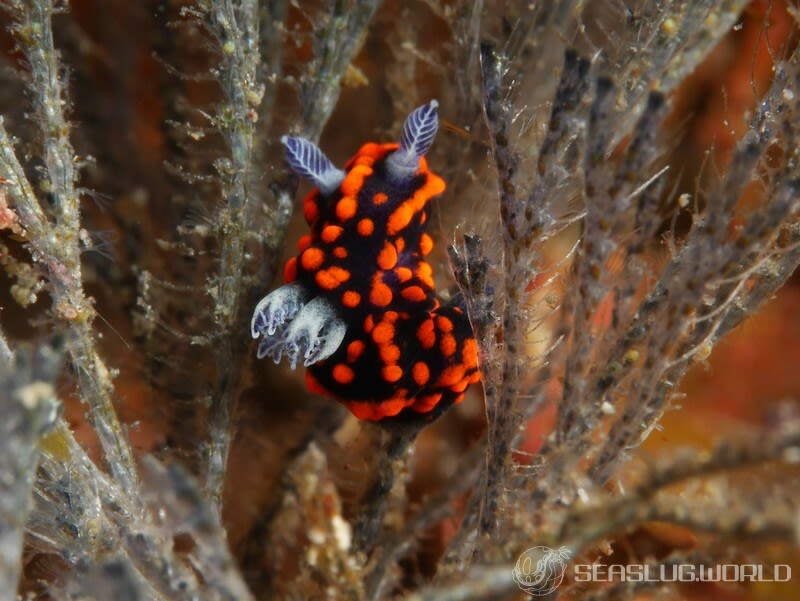 クロスジリュウグウウミウシ属の一種 3 Nembrotha sp. 3