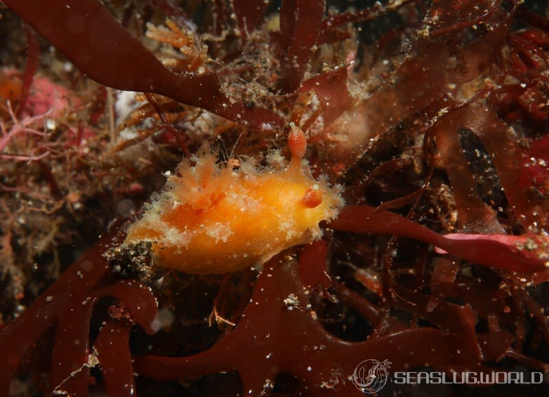 エダウミウシ Kaloplocamus albopunctatus