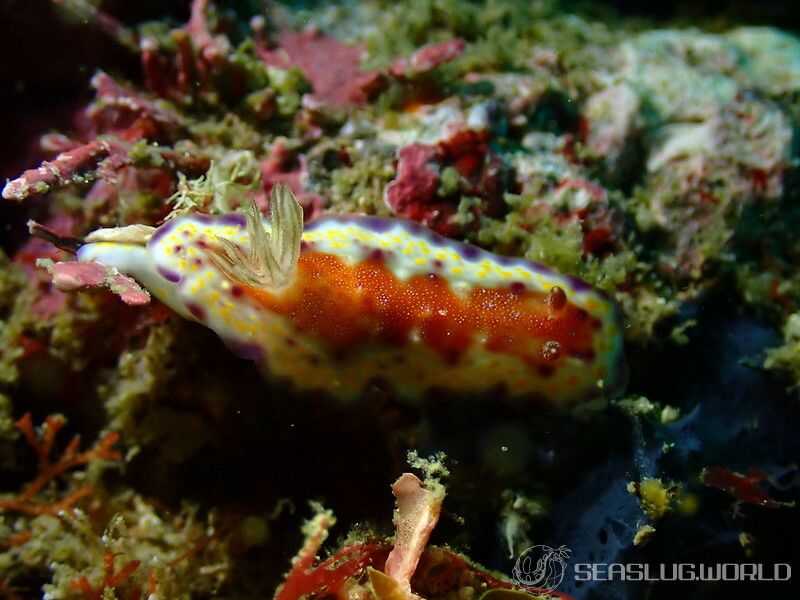 アカネコモンウミウシ Goniobranchus collingwoodi