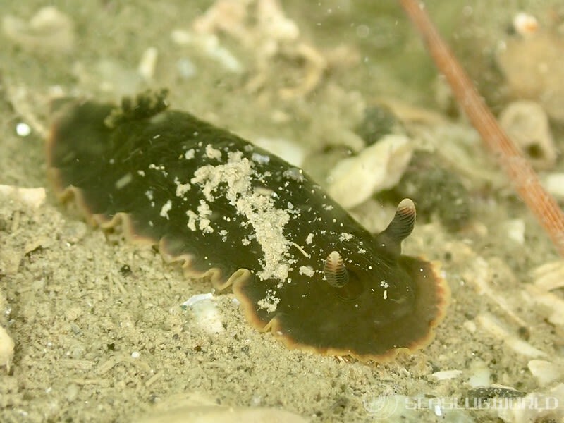 クロシタナシウミウシ Dendrodoris arborescens