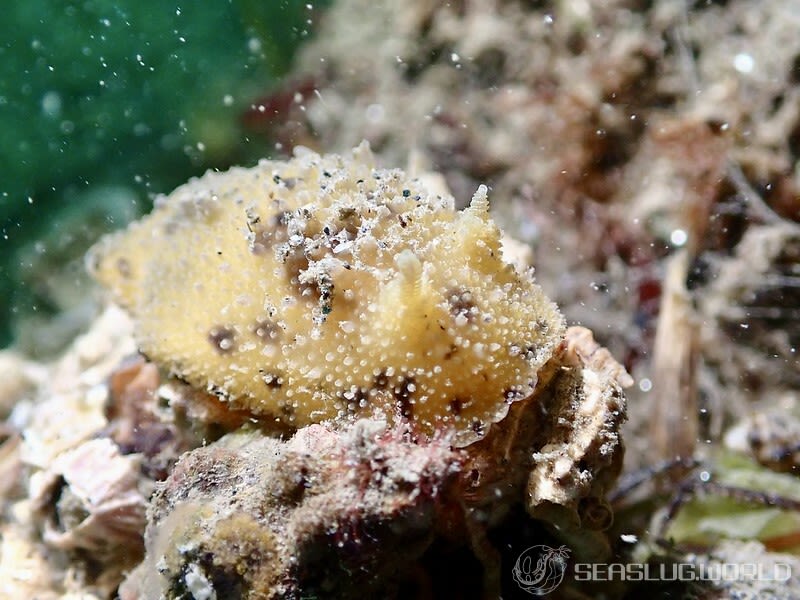 ヤマトウミウシ Homoiodoris japonica