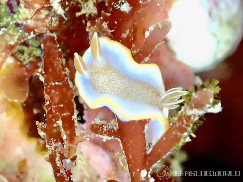 キャラメルウミウシ Glossodoris rufomarginata