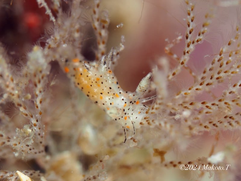 コソデウミウシ Polycera abei