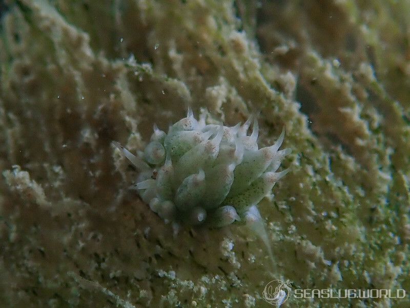 テングモウミウシ Costasiella kuroshimae