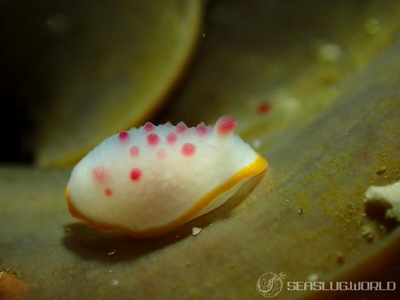 クリヤイロウミウシ Mexichromis mariei