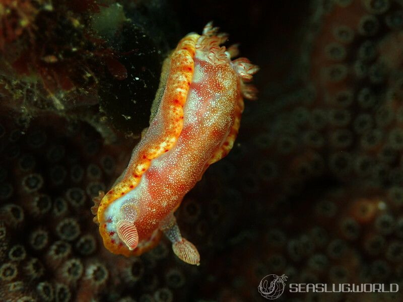 ミカドウミウシ Hexabranchus lacer