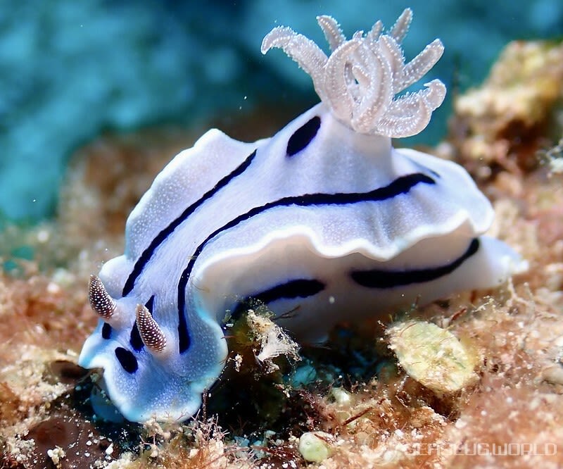 ミゾレウミウシ Chromodoris willani