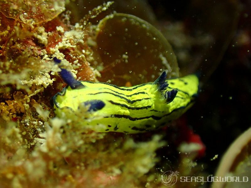 オオクチリュウグウウミウシ Tyrannodoris sp. 1