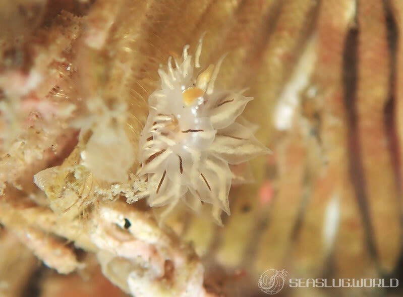 コヤナギウミウシ属の一種 8 Janolus sp. 8